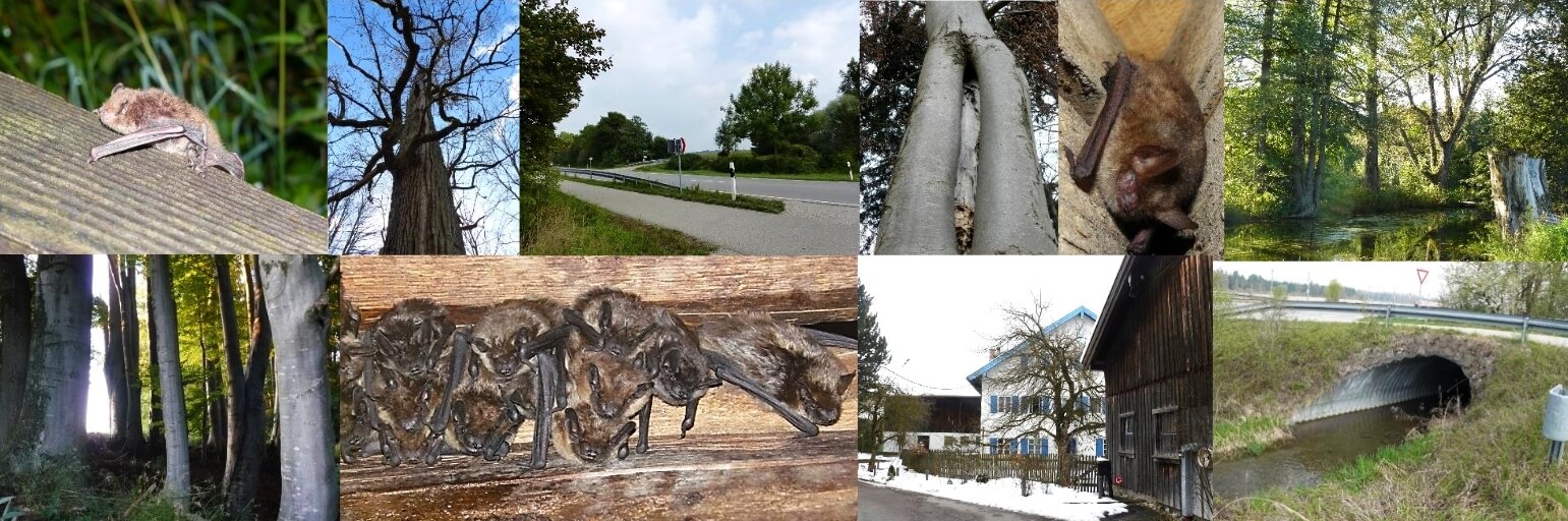 Fledermaus-Erfassung/-Gutachten, Kosten, Preis