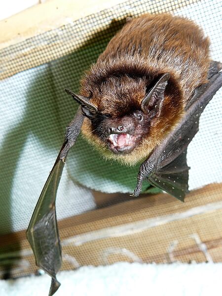 Nord Fledermaus, Dachstuhl, Fledermausschutz, Fledermäuse umsiedeln