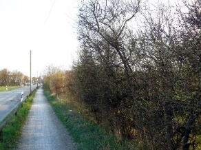 Untersuchung Leitlinien Fledermaus