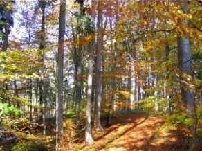 Fledermaus-Kartierung Wald