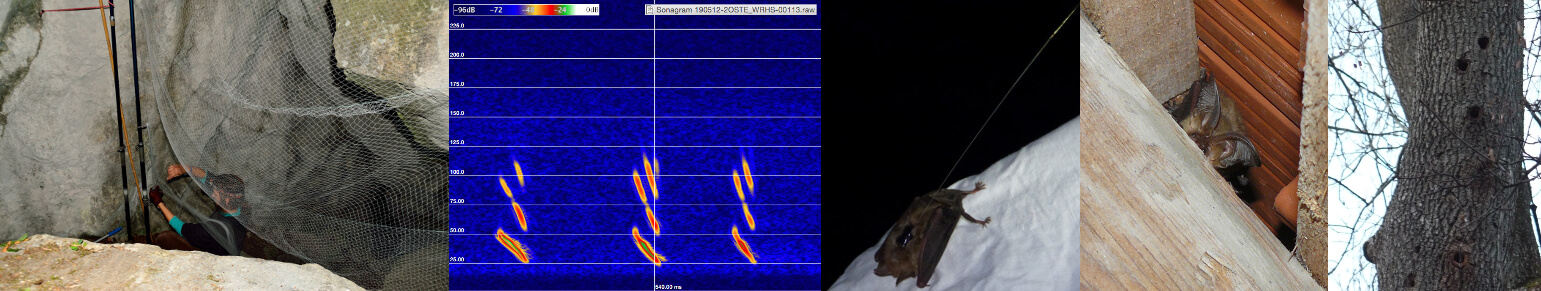 Methodik Fledermaus-Gutachten, Telemetrie, Netzfang, Quatiersuche, Höhlen