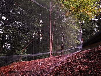 Fledermausnetz, Fledermauserfassung