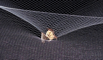 Netzfang Puppenhaarnetz - Langohr Fledermaus
