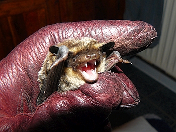 Zweifarbfledermaus Fledermausschutz