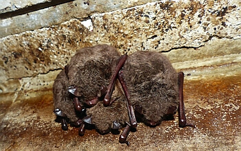 Quartiersuche Wasserfledermäuse - Fledermauskunde