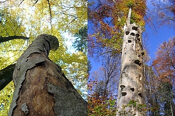 Rindenverstecke Fledermäuse / Totholzbaum