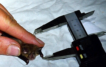 Besenderung Hufeisennase - Fledermauskunde