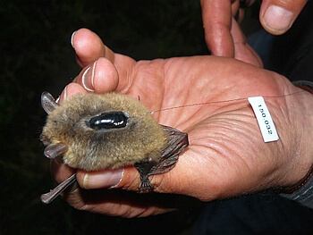 Telemetriesender Wimperfledermaus - Kosten Umsiedelung