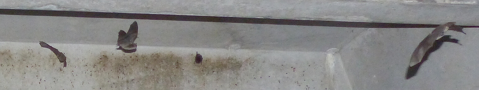 Fledermauserfassung, Gutachten, Kosten, Fledermauskunde, Haus, Keller