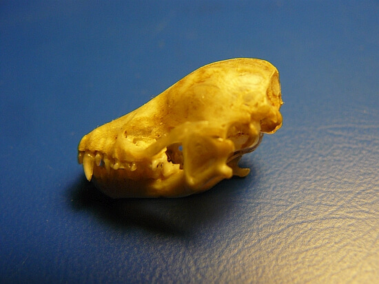 Fledermaus-Schädel, Fledermaus-Kunde / Fledermaus-Schutz